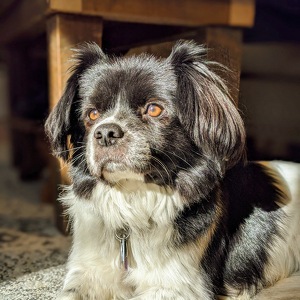 Fundraising Page: Fen Yinolds